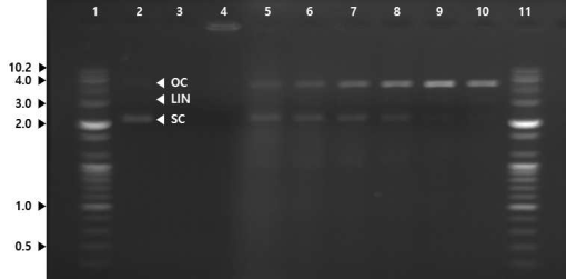 산양삼 및 활성산양삼 농축액의 DNA 보호효과에 대한 아가로스겔 전기영