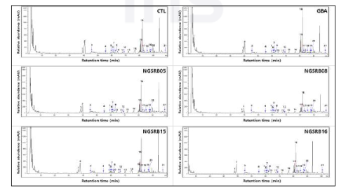 SA와 GBA 처리에 따른 30일째 새싹산양삼의 ginsenoside HPLC 크로마토그램