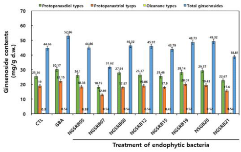 내생세균 처리에 따른 새싹산양삼의 ginsenoside 함량