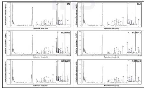 내생세균 처리에 따른 새싹산양삼의 ginsenoside HPLC 크로마토그램