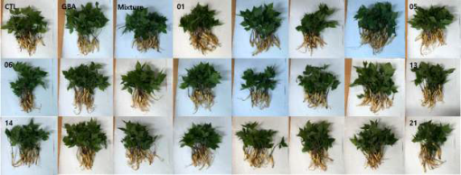 1차 내생세균 처리에 따른 새싹산양삼 생육 사진