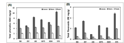 지역별 산양삼 부위(잎, 줄기와 뿌리)의 총 phenolics (A) 및 총 flavonoids (B) 함 량