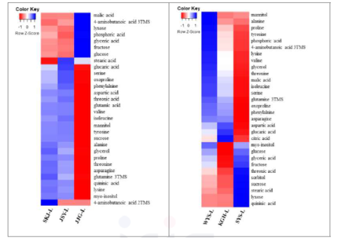 재배 지역별 산양삼 잎의 일반 대사체 Heatmap