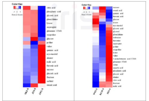 재배 지역별 산양삼 줄기의 일반 대사체 Heatmap