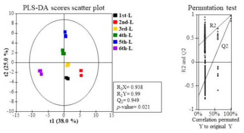 수확 시기별 산양삼 잎 부위의 일반 대사체 PLS-DA Scores