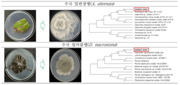 산벚나무, 소나무, 가시나무 및 수국에서 분리한 곰팡이병 병원균