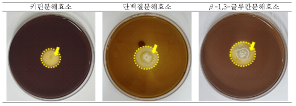 B. subtilis가 생산한 키틴분해효소, 단백질분해효소 및 β-1,3-글루칸분해효소 정성 평가