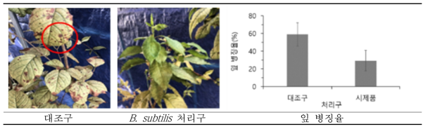 B. subtilis 처리에 의한 산벚나무 묘목의 잎반점병 발생 저감 효과