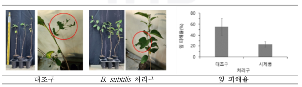 B. subtilis 처리에 의한 미국흰불나방(유충)의 산벚나무 묘목 잎 섭식 피해 저감 효과