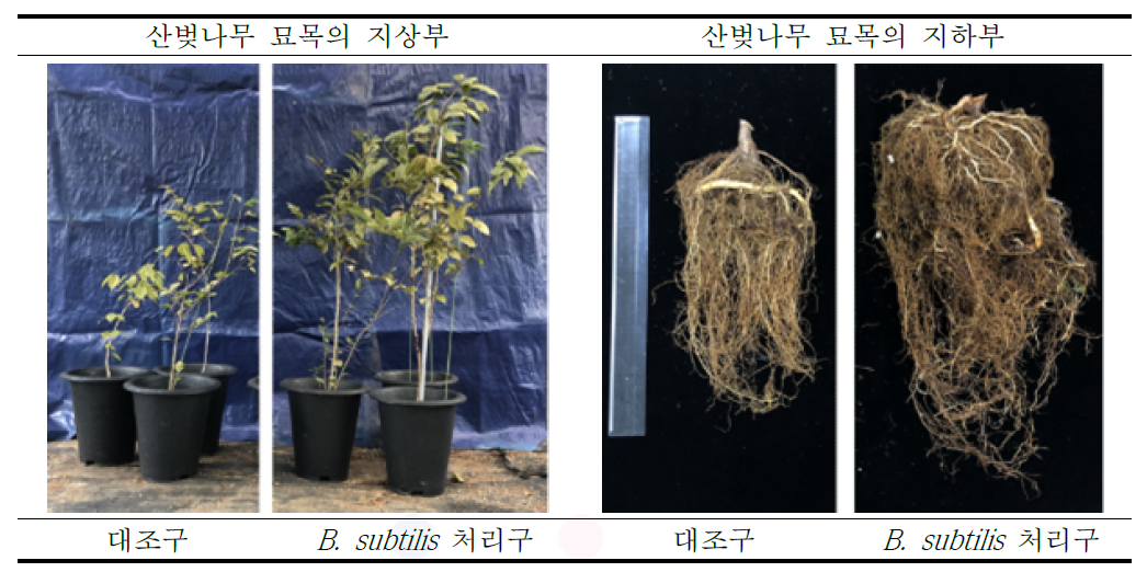 B. subtilis 처리에 의한 산벚나무 묘목의 생장 촉진 효과