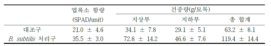 처리구별 산벚나무 묘목의 엽록소 함량 및 건중량