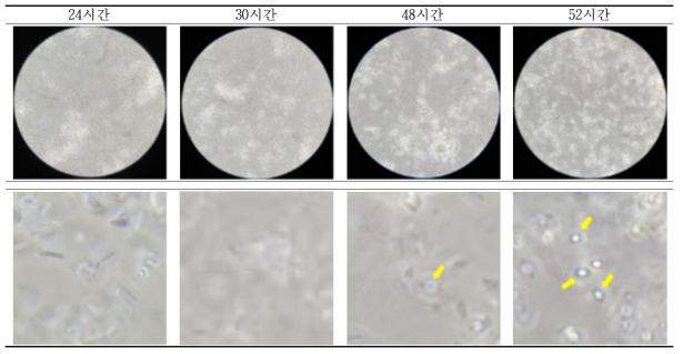 개량형 MS1-B 배지에서 배양한 기능성 미생물의 시간 변화별 포자화