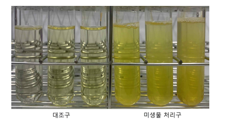 B. velezensis CE 100의 질소고정 능력 정성 평가