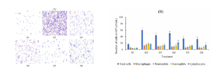 처리구별 BALF 내 면역세포 관찰 현미경 사진(A) 및 전체 면역세포 및 면역세포 종류별 세포 수 그래프(B)