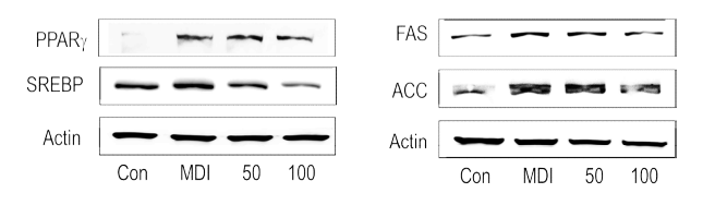 참바늘버섯 추출물 Western blotting analysis 실험 결과