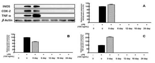 The impact of on the protein expression of iNOS (A), COX-2 (B), and TNF-α (C) by CF products according to fermentation periods. The RAW 264.7 cells were stimulated with LPS (100 ng/mL) and treated with composite fermentation products for 24 hours on days 0, 6, 12, 18, and 24