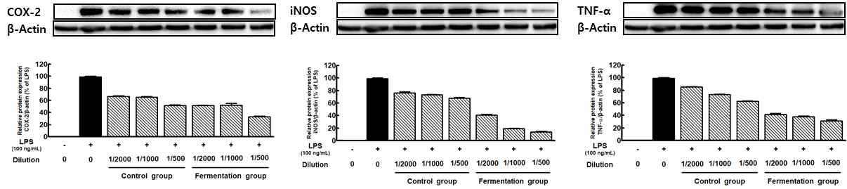 The impact of on the protein expression of iNOS, COX-2, and TNF-α by Inhumax according to fermentation. The RAW 264.7 cells were stimulated with LPS (100 ng/mL) and treated with composite Inhumax for control and fermantation