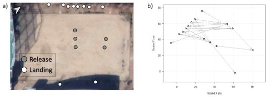 소나무허리노린재 비행 실험 장소 a) 소나무허리노린재 방사 지점 및 착륙 지점. b) 소나무허리노린재의 직선 비행 경로