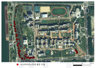 인천대학교 인근 소나무허리노린재 출현 지점