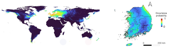 Operophtera brumata의 피해위험도 모델 예측 결과(국제/국내)