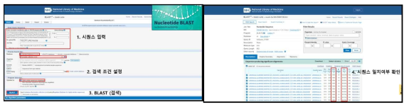 분자적 종 동정 프로세스(https://blast.ncbi.nlm.nih.gov/Blast.cgi)