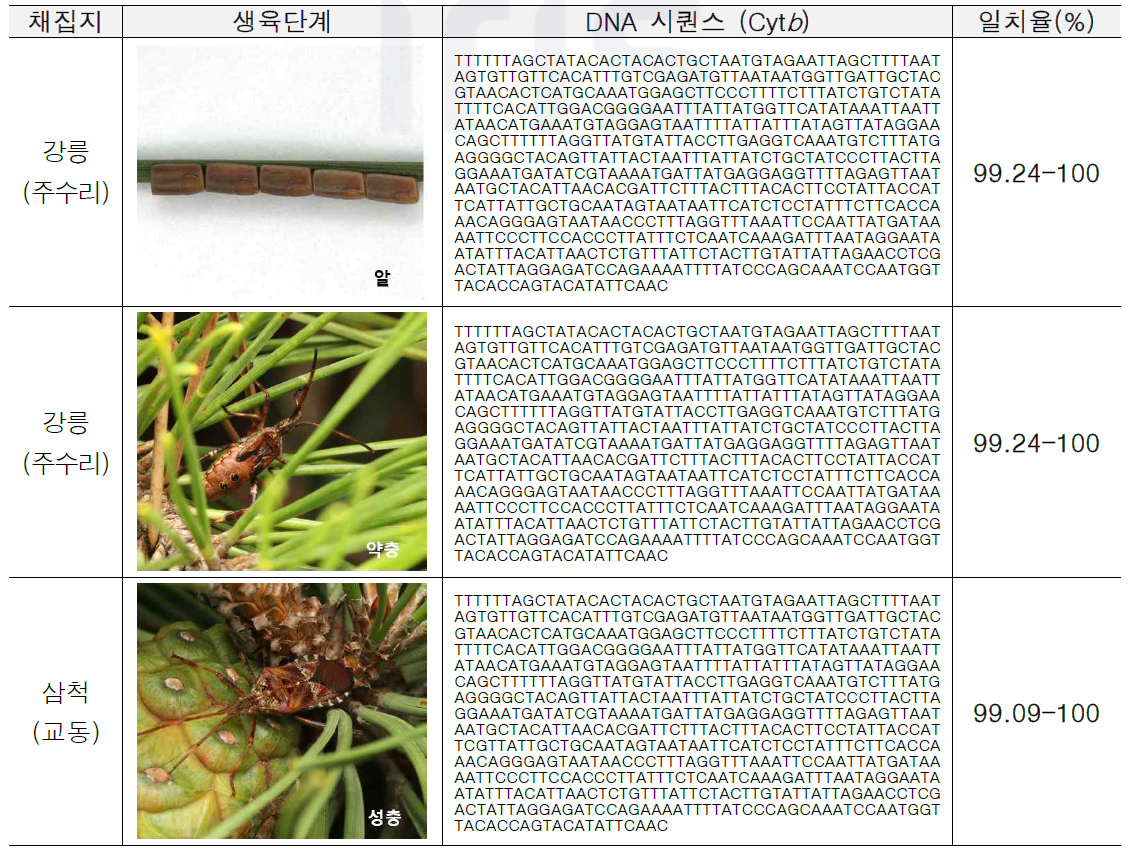 소나무허리노린재 DNA 바코드 추출 결과