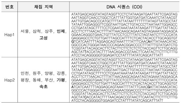 소나무허리노린재(Leptoglossus occidentalis) DNA바코드 추출 결과