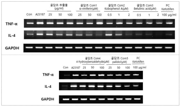 골담초 추출물 및 유효물질의 TNF-α and IL-4 유전자 발현평가