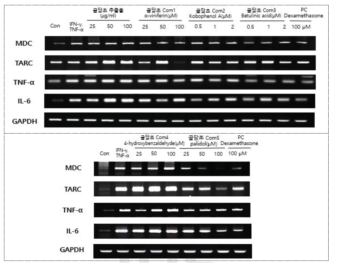 골담초 추출물 및 유효물질의 chemokine 와 cytokine 유전자 발현평가