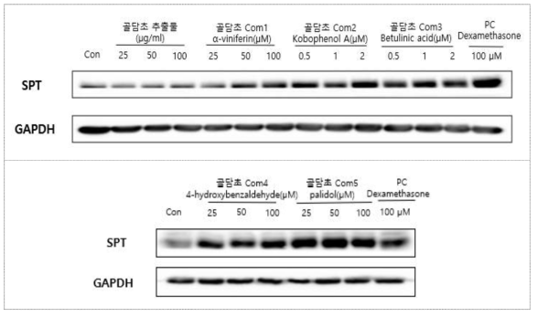 골담초 추출물 및 유효물질의 SPT 단백질 발현평가