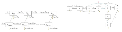 연령그룹 인구 변화 (왼쪽) 및 결핵 전파 (오른쪽) 모형의 흐름도.