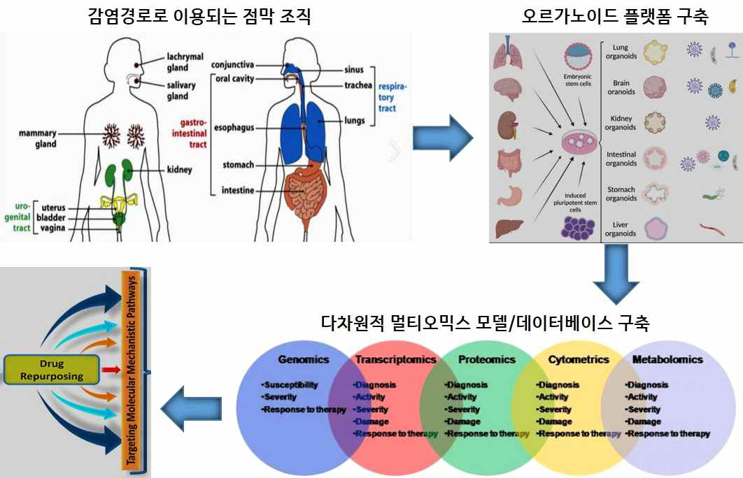 신약 재창출을 통한 새로운 감염 치료제 발굴과 효능 평가 플랫폼 구축