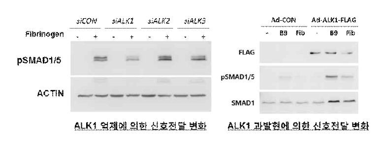 Fibrinogen 신호전달에서 ALK1의 기능