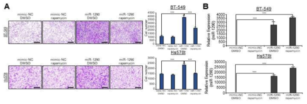 mTOR 저해제 rapamycin 처리후 세포 성장 확인